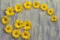 A flower of chrysanthemum on a wooden surface. The background Royalty Free Stock Photo