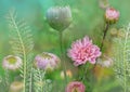 Flower with chrysanthemum and yarrow, floral meadow, plant decorative background, gentle and fragile floral illustration, floral a