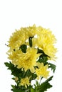 Flower a chrysanthemum yellow bush