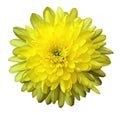 Flower chrysanthemum yellow on a white isolated background with clipping path. Nature. Closeup no shadows. Royalty Free Stock Photo