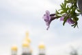 Flower and church on background. Royalty Free Stock Photo