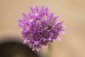 Flower of a ciboulette