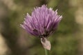 Flower of a ciboulette