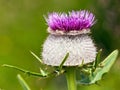 Flower of Cirsium eriophorum alias woolly thistle Royalty Free Stock Photo