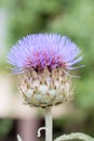 Flower cirsium vulgare. On a green background