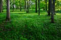 A flower clearing in a dark spring forest.