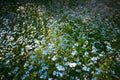 A flower clearing in a dark spring forest.