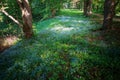 A flower clearing in a dark spring forest.