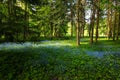 A flower clearing in a dark spring forest.