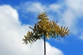 Flower of cleavers, clivers, bedstraw, goosegrass, catchweed, stickyweed, sticky bob, stickybud, stickybac