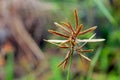 Flower of cleavers, clivers, bedstraw, goosegrass, catchweed, stickyweed, sticky bob, stickybud, stickybac