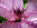 Flower of clematis, closeup, macro. Closeup of a Clematis Jackmannii in sprin. Closeup of bright blue Clematis Flower with shallo