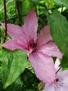 Flower of clematis, closeup, macro. Closeup of a Clematis Jackmannii in sprin. Closeup of bright blue Clematis Flower with shallo