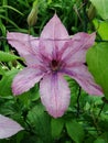 Flower of clematis, closeup, macro. Closeup of a Clematis Jackmannii in sprin. Closeup of bright blue Clematis Flower with shallo