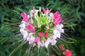 Flower Cleoma Spinosa