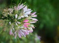 Flower cleome spinosa - spiderflower Royalty Free Stock Photo