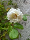 Flower of climbing rose front white wall