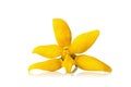 flower climbing ylang-ylang, climbing ilang-ilang, manorangini,