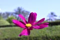 Flower close micro red garden