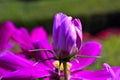 Flower close micro red garden