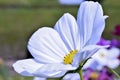 Flower close micro white garden