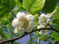 Actinidia deliciosa white flower Royalty Free Stock Photo