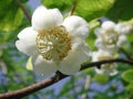 Actinidia deliciosa white flower Royalty Free Stock Photo