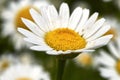 Flower close up of Anthemis arvensis Royalty Free Stock Photo