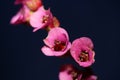 Flower close up background Pyrola asarifolia blossoming family asparagaceae botanical modern high quality big size prints home