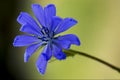 Flower close up of a blue composite