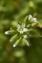 Flower close up of Cerastium fontanum Royalty Free Stock Photo