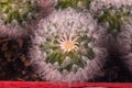 Flower close-up of fluffy cactus Espostoa, top view Royalty Free Stock Photo