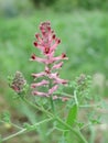 Red and pink inflorescence of Fumaria officinalis