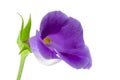 Flower close-up, Gloxinia