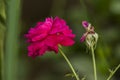 Flower close up