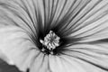 flower in close up Lavatera trimestris Royalty Free Stock Photo