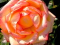 Flower close up with orange, yellow and pink petals Royalty Free Stock Photo