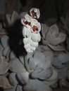 Red and silver flowers of Pachyphytum oviferum Royalty Free Stock Photo