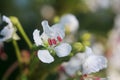 Flower close up