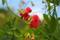 Flower close-up. Wild flower with red buds from the legume family on a green meadow. Beautiful landscape Royalty Free Stock Photo