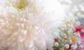flower closeup, bunch of flowers, white floral background
