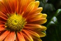 Flower closeup with green leafs on the side