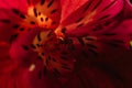 flower closeup macro background pink tiger lilly Royalty Free Stock Photo