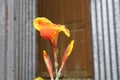 Flower closeup photo capture at Dhaka, Bangladesh