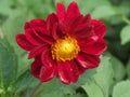 Flower closeup with red petals and yellow inner ray flowers Royalty Free Stock Photo