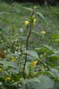 Impatiens noli-tangere - wild plant. Plant blooming in summer