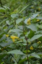 Impatiens noli-tangere - wild plant. Plant blooming in summer