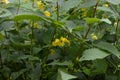Impatiens noli-tangere - wild plant. Plant blooming in summer