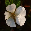 Flower of cloudberry or Knotberry