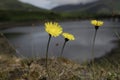 Little yellow flower, lakes of Killarney in Ireland